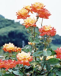 河津バガテル公園2001