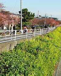 河津桜