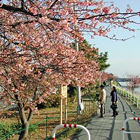 河津桜