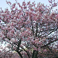 河津桜