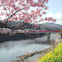 河津桜