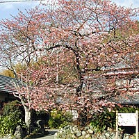 河津桜