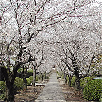 桜2002