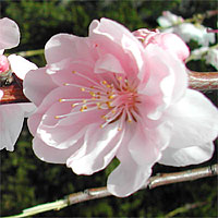 桜2002