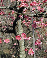 大中寺2002