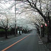 伊豆・桜2004