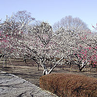 岩本山公園2003