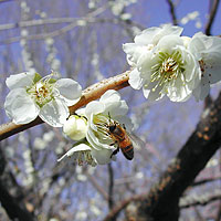 岩本山公園2003