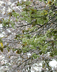 静岡県立美術館2005