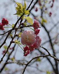 静岡県立美術館2005