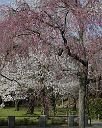 京都200504