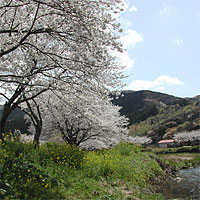 伊豆・桜2004