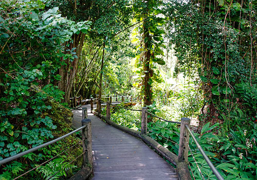 ハワイ熱帯植物園2013