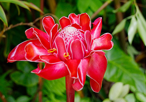 ハワイ島 ハワイ熱帯植物園（Hawaii Toropical Botanical Garden