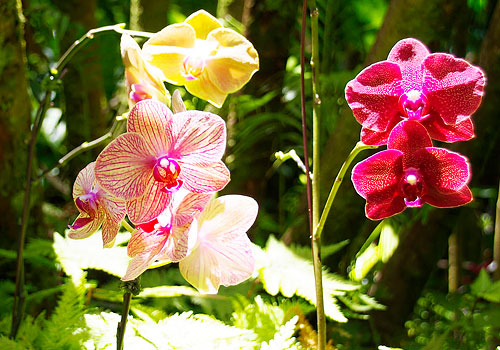 ハワイ熱帯植物園2013