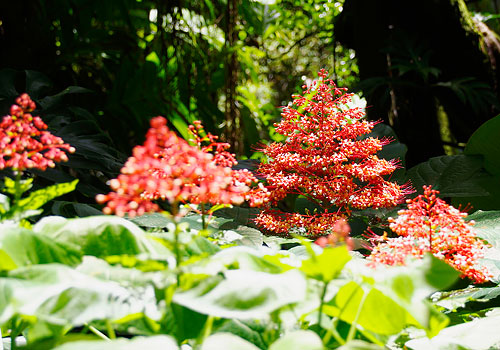 ハワイ熱帯植物園2013