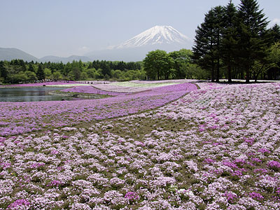 富士芝桜まつり2008