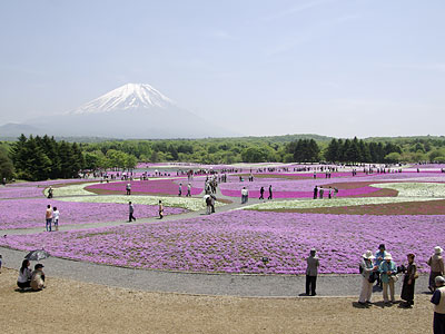 富士芝桜まつり2008