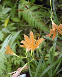 箱根湿生花園2006