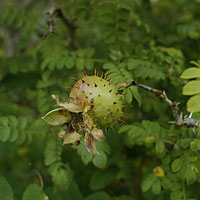 箱根湿生花園2006