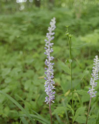 箱根湿生花園2006