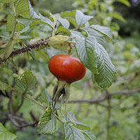 箱根湿生花園2006