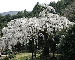 小田原2006