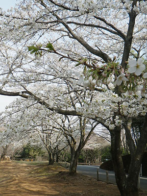 駿河平自然公園2011