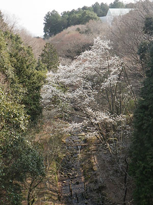 駿河平自然公園2011