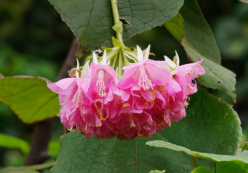 台北植物園2012