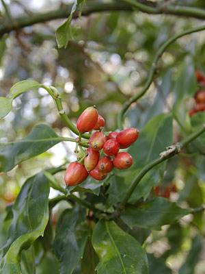 辻村植物公園200803