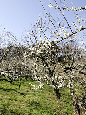 辻村植物公園200803