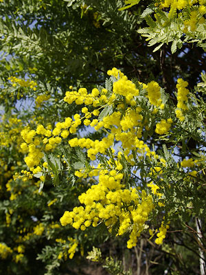 辻村植物公園200803