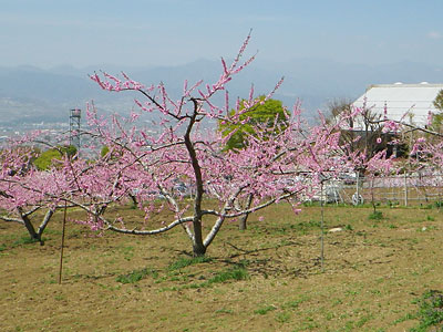 笛吹市2011